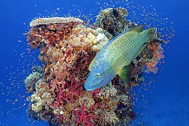 Adult Humphead Wrasse (Cheilinus undulatus) swims over Coral Tower, Red Sea, Egypt, Africa