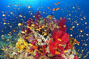 Coral reef, reef block overgrown with Klunzinger's Soft Corals (Dendronephthya klunzingeri) and various stone corals (Hexacorallia), swarm Anthias (Anthiinae), Red Sea, Egypt, Africa