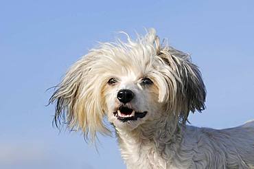 Chinese Crested Hairless Dog, animal portrait, Austria, Europe