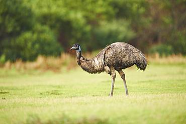 Emu (Dromaius novaehollandiae) on a meadow, Wilsons Promontory National Park, Victoria, Australien