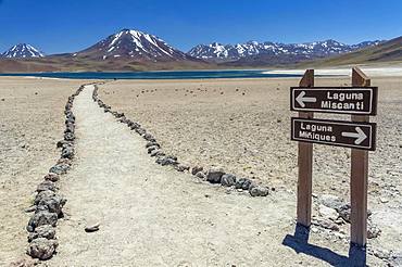 Guide to the lagoon, Laguna Miscanti with Volcano Chiliques and Cerro Miscanti, Altiplano, Region de Antofagasta, Chile, South America