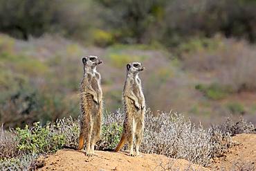 Two Meerkats (Suricata suricatta), adult standing upright, alert, Oudtshoorn, Western Cape, South Africa, Africa