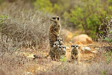 Meerkats (Suricata suricatta), adult with young animals, Oudtshoorn, West Cape, South Africa, Africa