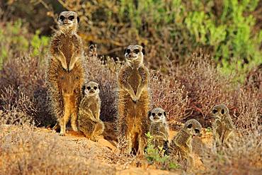 Meerkats (Suricata suricatta), adult with young animals, Oudtshoorn, West Cape, South Africa, Africa