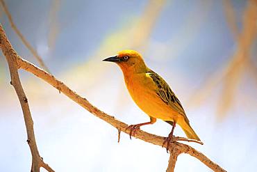 Cape Weaver (Ploceus capensis), adult male, sits on branch, Little Karoo, Western Cape, South Africa, Africa