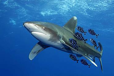 Oceanic whitetip shark (Carcharhinus longimanus) with Pilot Fish (Naucrates ductor) swims under sea surface in the open sea, Red Sea, Egypt, Africa