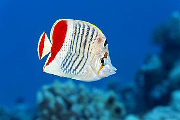 Eritrean butterflyfish (Chaetodon paucifasciatus) swims over coral reef, Red Sea, Egypt, Africa