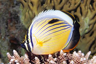 Blacktail butterflyfish (Chaetodon austriacus) floats over Acropora Coral (Acroporidae), Red Sea, Egypt, Africa