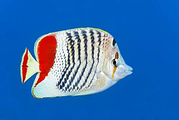 Eritrean butterflyfish (Chaetodon paucifasciatus) swims in open sea, Red Sea, Egypt, Africa