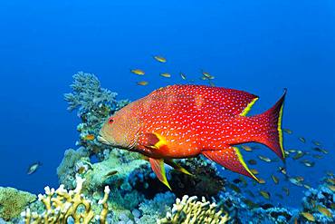 Yellow-edged lyretail (Variola louti) floats over coral reef, Red Sea, Egypt, Africa