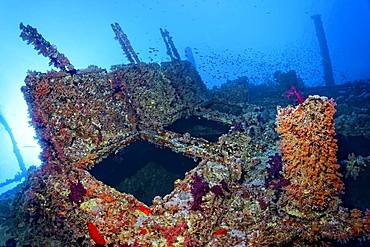 Overgrown shipwreck of the Numidia, sunken 20.07.1901, Red Sea, Big Brother Island, Brother Islands, El Alkhawein, Egypt, Africa