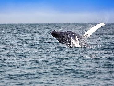 Jumping Humpback whale (Megaptera novaeangliae), Skjalfandi Bay, Skjalfandi, North Iceland, Iceland, Europe