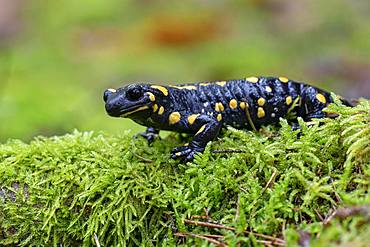 Fire salamander (Salamandra salamandra) on mossed tree trunk, Styria, Austria, Europe