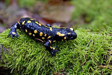Fire salamander (Salamandra salamandra) on mossed tree trunk, Styria, Austria, Europe