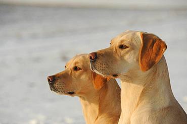 Labrador Retriever, yellow, male, behind female, animal portrait, Austria, Europe