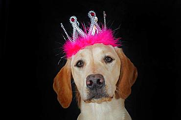 Labrador Retriever, yellow, bitch, with crown on head, Austria, Europe