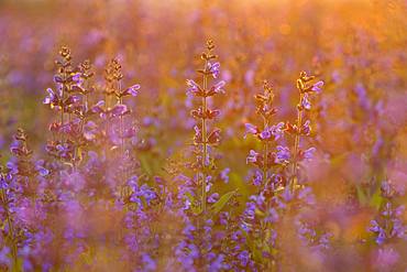 Field with flowering sage (salvia officinalis), cultivation, Freital, Saxony, Germany, Europe