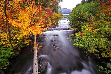 Trees with colourful autumn colours, red orange leaves, autumn vegetation at the river Marion Creek, long-term photo, Oregon, USA, North America