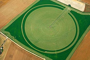 Almost mown round field, green fodder, aerial view, Segovia, Spain, Europe