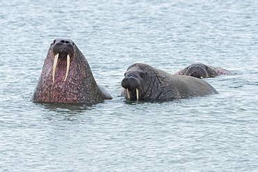 Walruses (Odobenus rosmarus) in water, Smeerenburgfjord, Spitsbergen archipelago, Svalbard and Jan Mayen, Norway, Europe