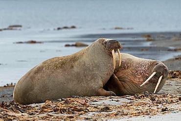 Two Walruses (Odobenus rosmarus), located on the beach, Smeerenburgfjord, Spitsbergen Archipelago, Svalbard and Jan Mayen, Norway, Europe