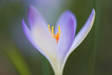 Woodland crocus (Crocus tommasinianus), Lower Saxony, Germany, Europe