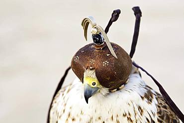 Falcon with falcon bonnet, Doha, Qatar, Qatar, Asia