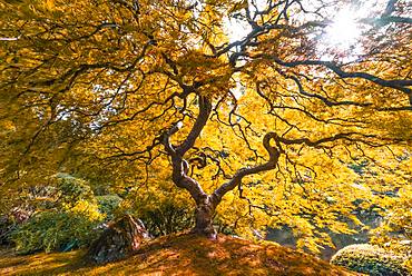 Downy Japanese Maple (Acer japonicum) with autumn colour, Japanese Garden, Portland, Oregon, USA, North America