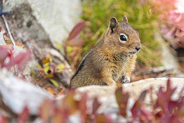 Golden-mantled ground squirrel (Callospermophilus lateralis) sits on the ground, Mount Rainier National Park, Washington, USA, North America