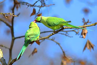 Rose-ringed parakeets (Psittacula krameri), animal pair sits on branch and beaks, kiss, palace gardens Biebrich, Hesse, Germany, Europe