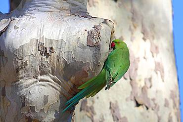 Rose-ringed parakeet (Psittacula krameri), female looking into nest cave in a Plane tree (Platanus), palace gardens Biebrich, Hesse, Germany, Europe