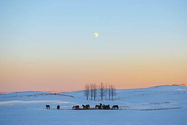 Snowy landscape with Icelandic horses (Equus islandicus), at sunset, Sudurland, Iceland, Europe