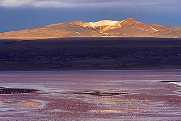 Laguna Colorada with flamingos, 4.323 m altitude, border to Chile, Andes, Altiplano, Reserva Nacional de Fauna Andina Eduardo Abaroa, Departamento Potosi, Bolivia, South America