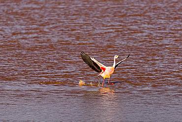 Flying Andean Flamingo (Phoenicoparrus andinus) in the Laguna Colorada, Reserva Nacional de Fauna Andina Eduardo Avaroa, Altiplano, Departamento Potosi, Bolivia, South America