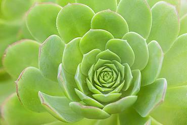 Leaf rosette of houseleek tree (Aeonium), La Gomera, Canary Islands, Spain, Europe