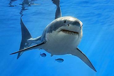 White shark (Carcharodon carcharias), swimming in the open sea, Pacific, Guadalupe Island, Mexico, Central America