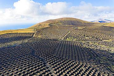 Vineyard La Geria, mountain Tinasoria, near Yaiza, drone shot, Lanzarote, Canary Islands, Spain, Europe