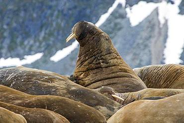 Walruses (Odobenus rosmarus), colony, Magdalenen Fjord, Svalbard, Arctic, Norway, Europe