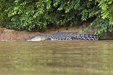 Saltwater crocodile (Crocodylus porosus) on embankment, Kinabatangan River, Sabah, Borneo, Malaysia, Asia