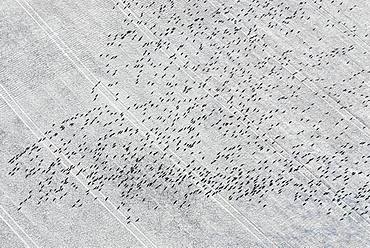 Migratory birds, flock of birds flying over snow-covered field, Schleswig Holstein Germany