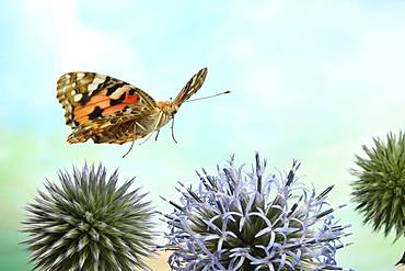 Painted lady (Vanessa cardui) in flight on the flowers of globe thistle (Echinops), Germany, Europe