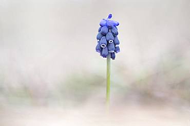 Grape Hyacinth (Muscari botryoides), Austria, Europe