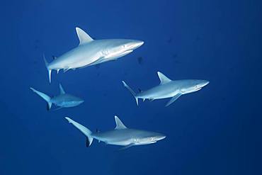 Four Grey reef sharks (Carcharhinus amblyrhynchos) swimming in the open sea, Indian Ocean, Maldives, Asia