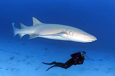 Diver observing Tawny nurse shark (Nebrius ferrugineus), Indian Ocean, Maldives, Asia