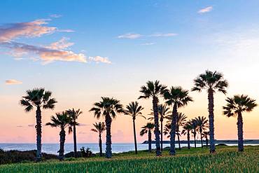 Silhouette of palms during sunset at Mazotos beach, Cyprus, Europe