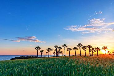 Silhouette of palms during sunset at Mazotos beach, Cyprus, Europe