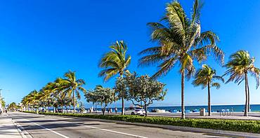 Palms and Beach, Fort Lauderdale Beach Boulevard, Fort Lauderdale, Broward County, Florida, USA, North America