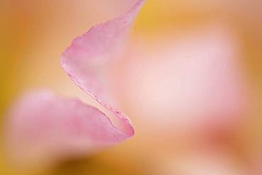 Pink rose (Rosa), close up of a petal, United Kingdom, Europe