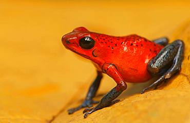 Strawberry poison-dart frog (Oophaga pumilio), Costa Rica, Central America