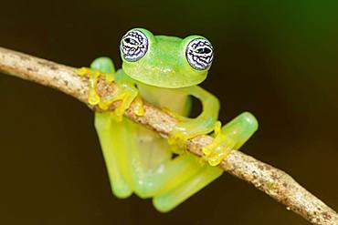 Glass frog (Sachatamia ilex) hangs on branch, Costa Rica, Central America